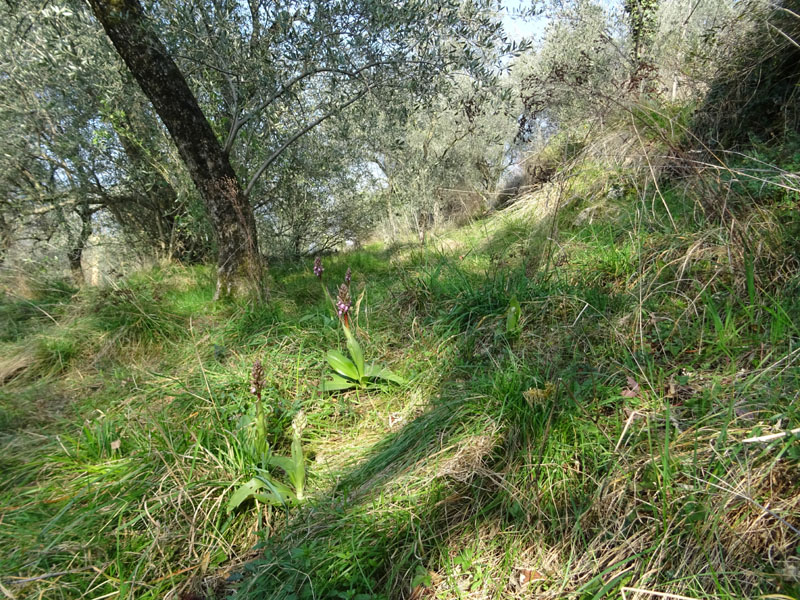 Barlia robertiana - Lago di Garda (VR)